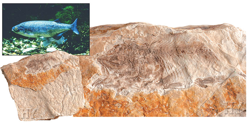 dişli ringa balığı, fosil