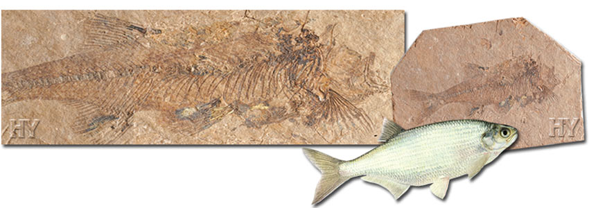 dişli ringa balığı ve fosili