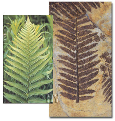 Ferns, evolution theory, fossil