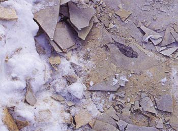 Green River Oluşumu'nda bulunan bir balık fosili, Wyoming