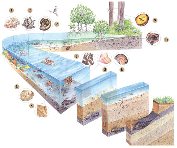 microscopic plankton, Plants, Fossil, Amber