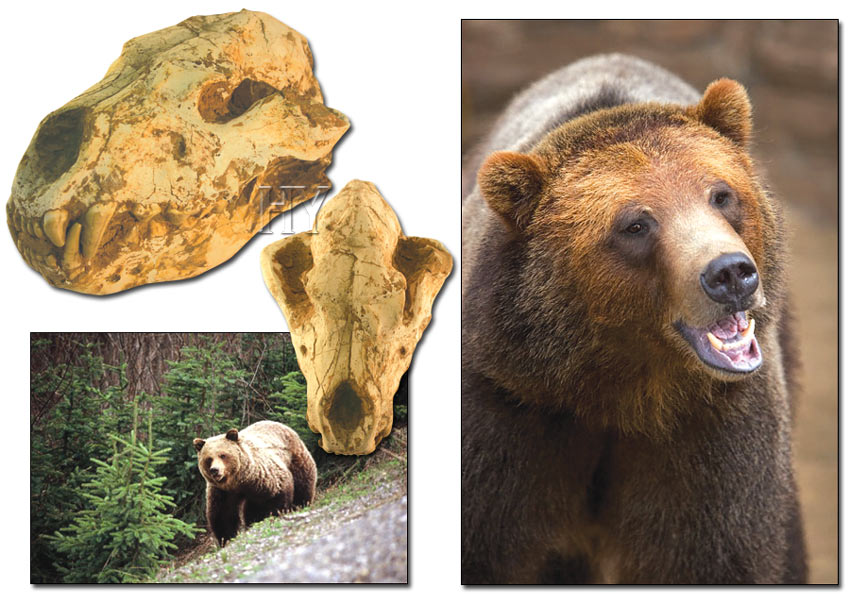 grizzly ayı kafatası, fosil