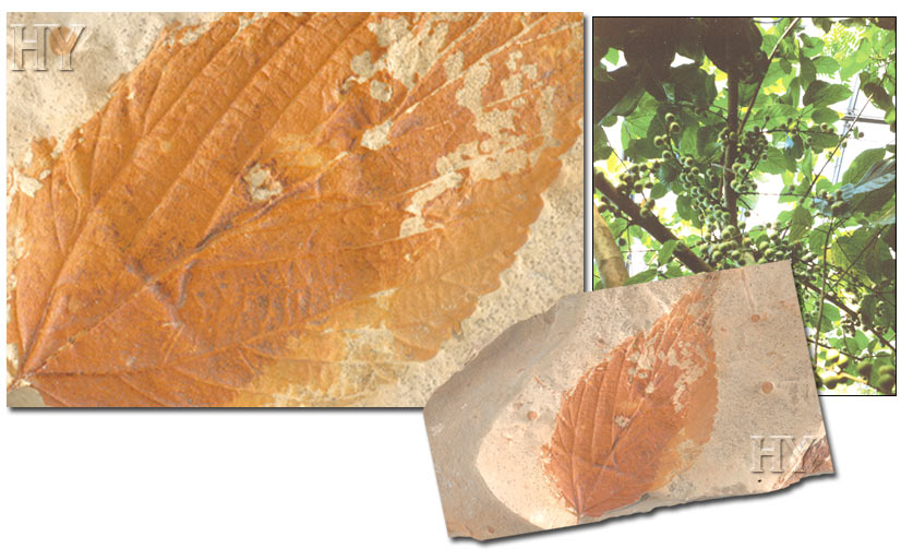 İncir Yaprağı ve fosil