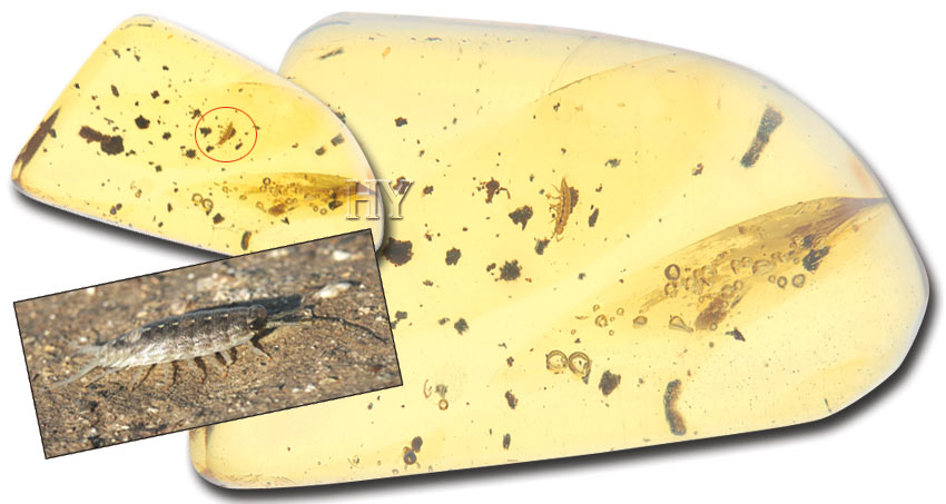 isopod pupası, fosil