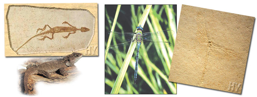 dragonfly fossil, tuatara