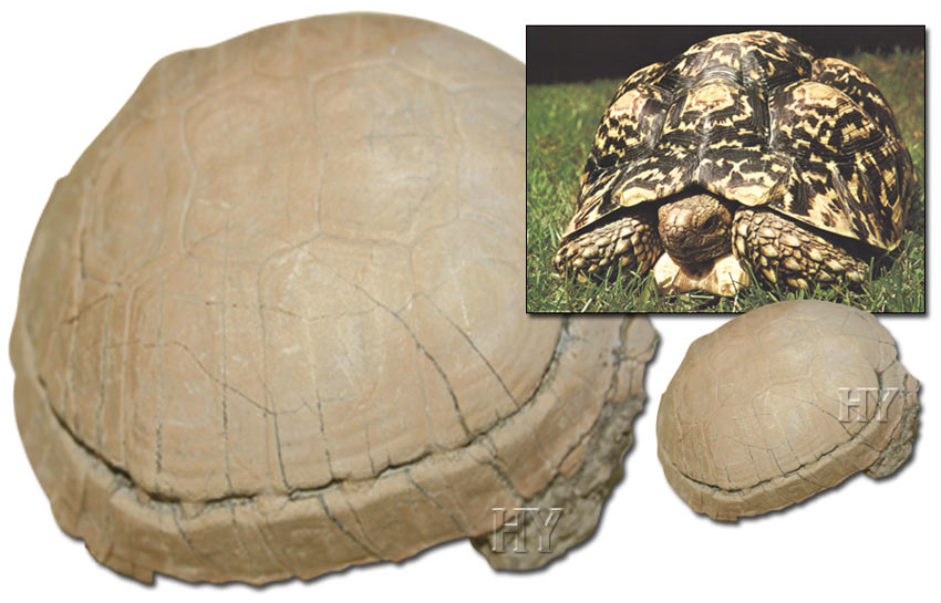 kaplumbağa ve fosili