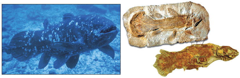 fossil, Coelacanth