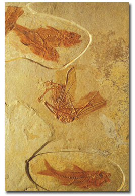 fish, fossil, bat, France