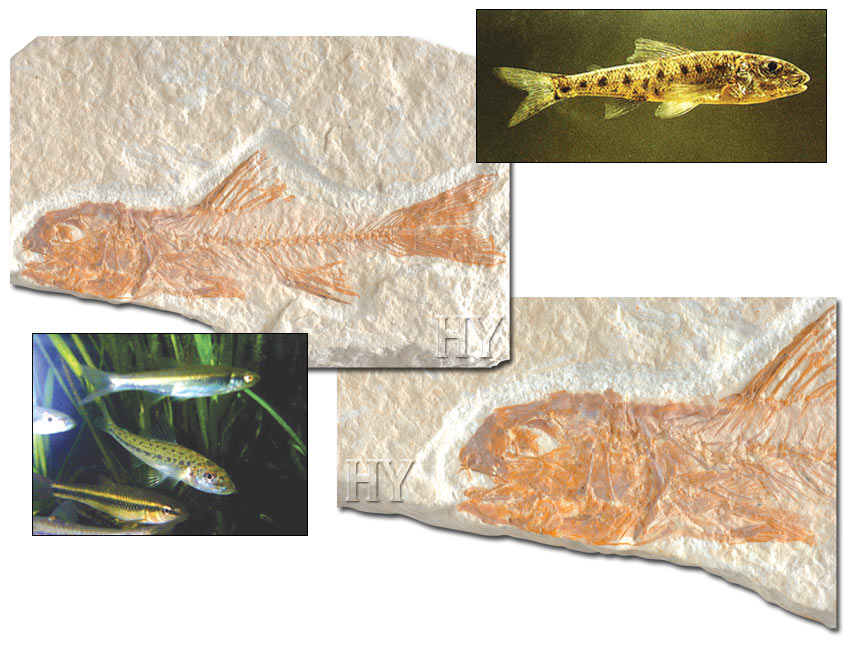 Percopsidae ve fosili