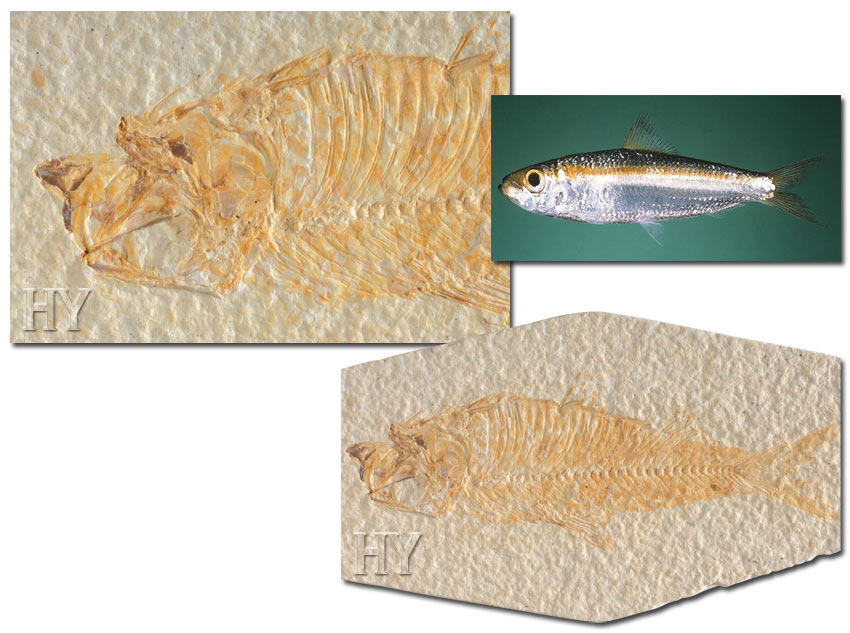 Ringa Balığı ve fosili