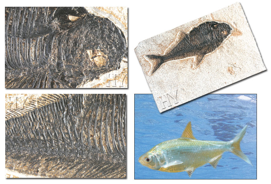 ringa balığı ve fosili