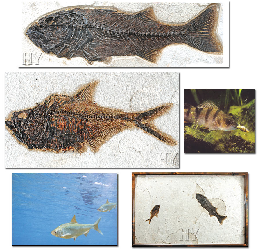 ringa balığı, levrek, fosil