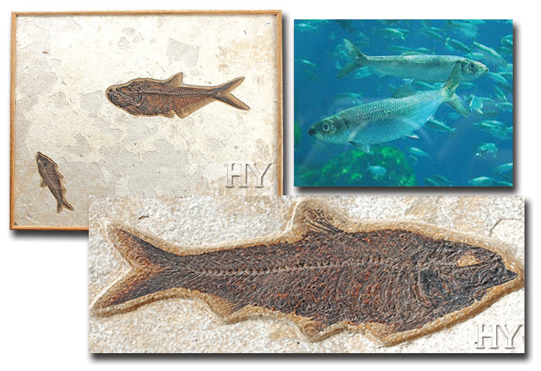 ringa balıkları ve fosil