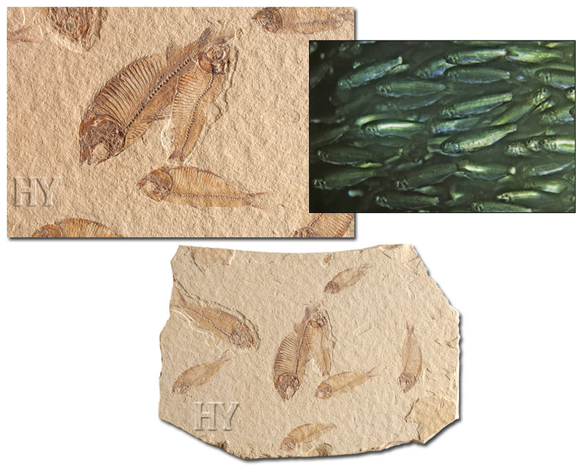Sardalya balığı ve fosili
