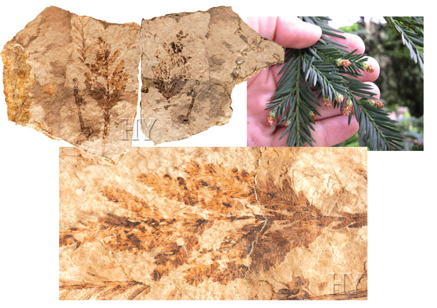 sekoya yaprağı ve tomurcuklu sapı, fosil