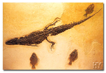 crocodile, fossil, Germany