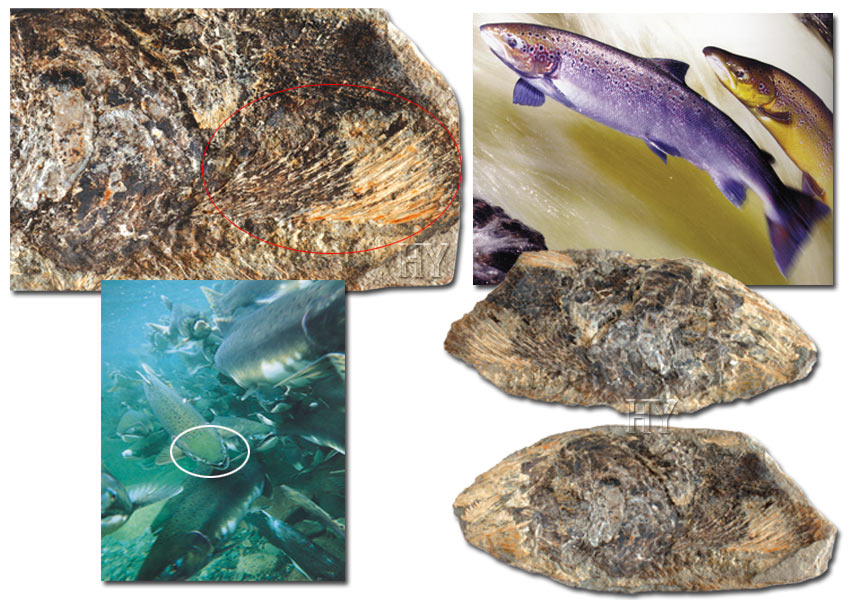 somon balığı kafası ve fosili