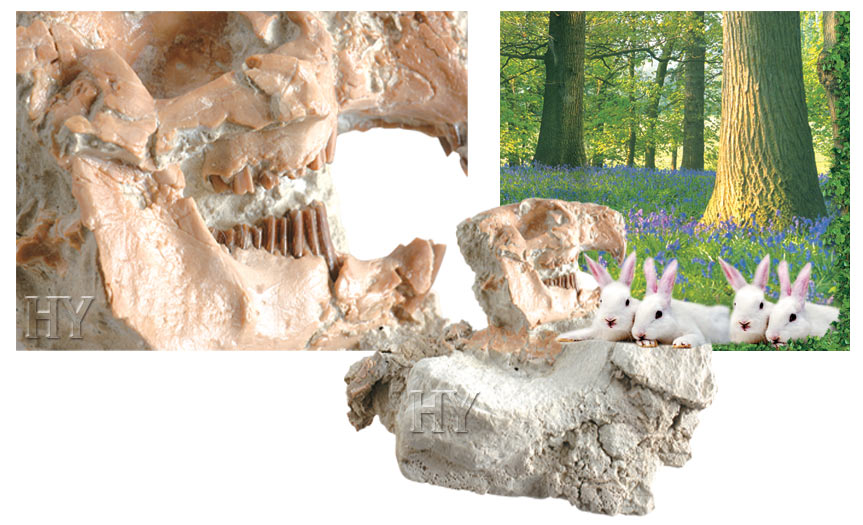 tavşan ve fosili