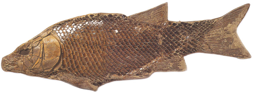 fossil, Triassic Period, fish