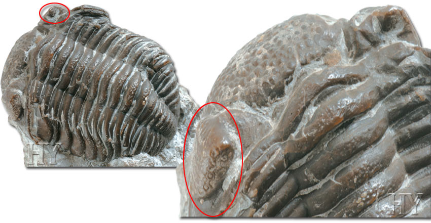 Trilobit ve fosili