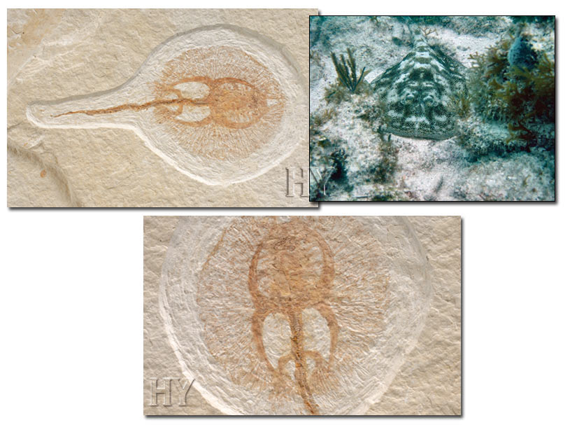 Vatoz Balığı ve fosili