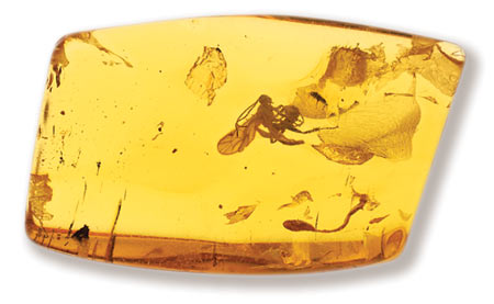 wasp, amber, Fossils