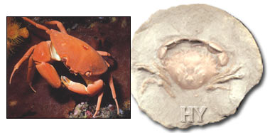 crab, fossil