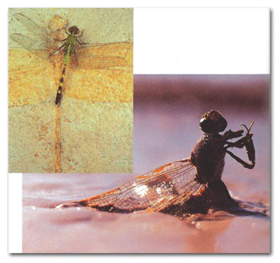 dragonfly, evolution, fossil
