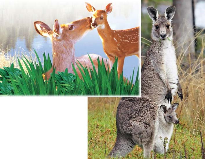 kanguru, hayvanlarda fedakarlık