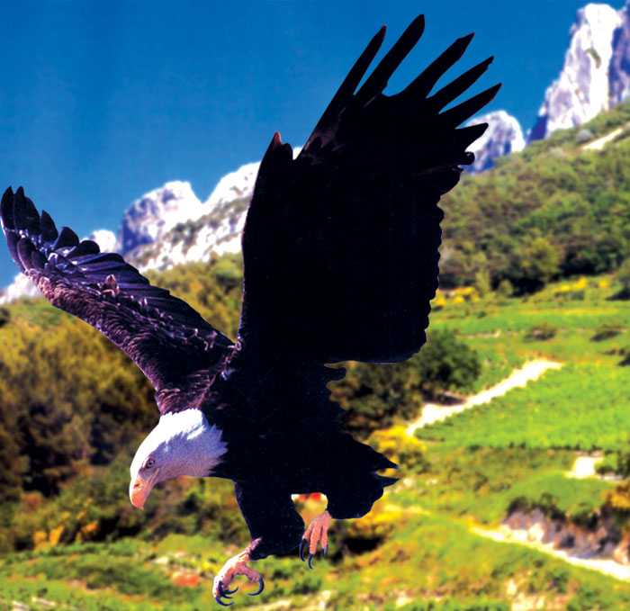 uçuş - şahin