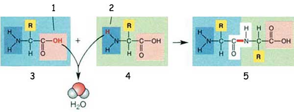Proteinlerin oluşması için amino asitlerin birbirleriyle peptid bağı ile bağlanmaları gerekir.