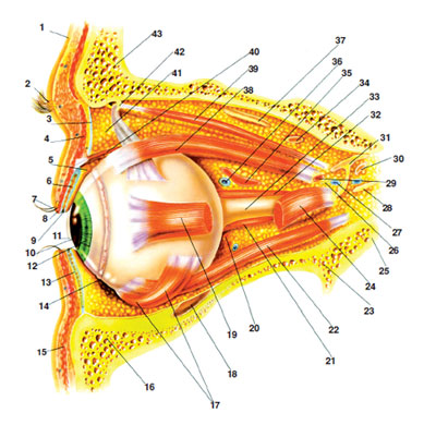 40 parts of eye