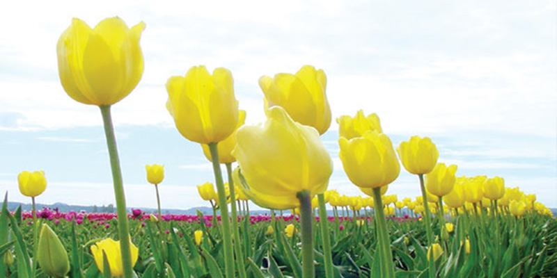Sari Lale Yellow Tulip