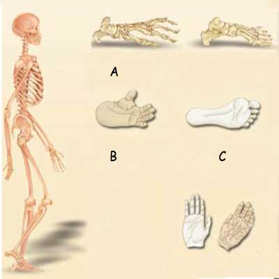 anatomical difference between human and apes