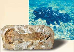 Coelacanths fossil