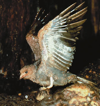 guacharo bird