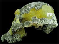 australopithecus, kafatası