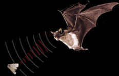 bat sonar system