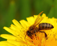 bee, flower