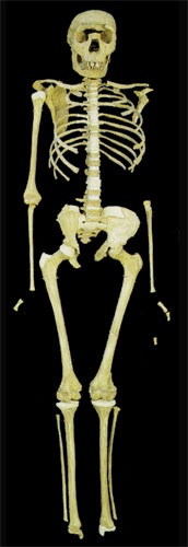 homoerectus skeleton