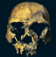  homoerectus kafatası, kafatası fosili