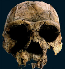 homoerectus skull fossil