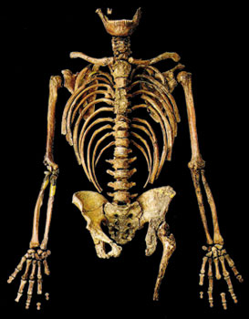neandertaller, neandertal skeleton