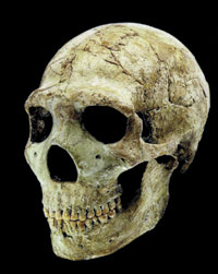 neandertaller, neandertal skull