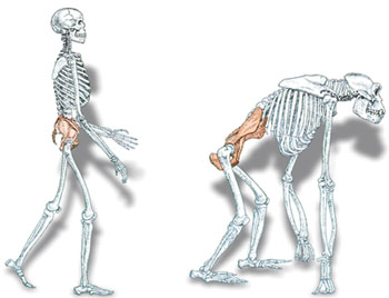 maymun iskeleti, insan iskeleti