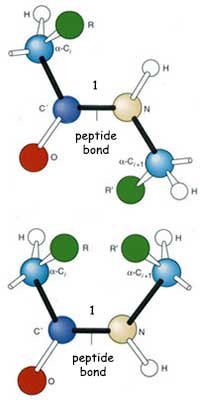 peptid bağları, aminoasit