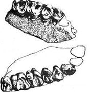 ramapithecus, çene fosili