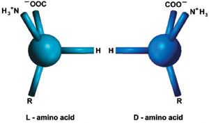 sag elli aminoasit, sol elli aminoasit