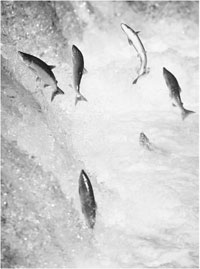 salmon migration