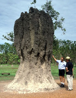 termite mould